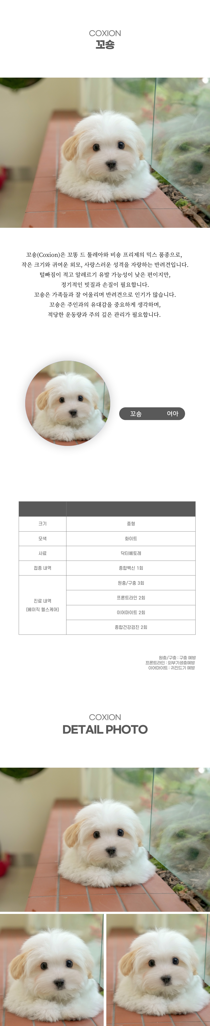 꼬숑_상세이미지_2